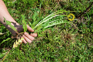 Removing Weeds From Your Garden