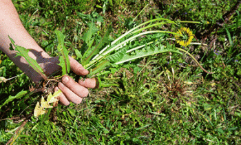 Restore Your Weedy Garden One Step at a Time