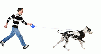 How to Stop Your Dog from Pulling on Its Leash