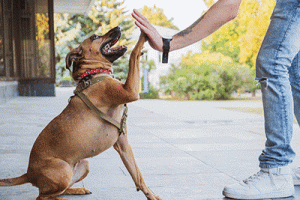 Healthy Paws 